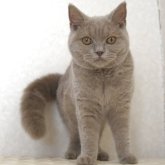 ブリティッシュショートヘア