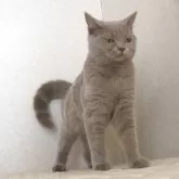 ブリティッシュショートヘア