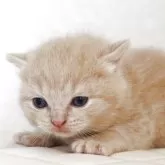 ブリティッシュショートヘア