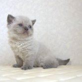 セルカークレックス