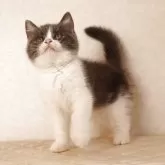 ブリティッシュショートヘア