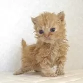 セルカークレックス