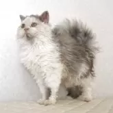 セルカークレックス【静岡県・女の子・2025年4月12日・ダイリュートキャリコ パステル三毛 洋三毛猫】の写真2「セミロングのクリクリの子です。」