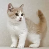 ブリティッシュショートヘア【静岡県・男の子・2025年1月21日・クリーム&ホワイト】の写真3