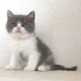 ブリティッシュショートヘア【静岡県・男の子・2025年9月27日・ブルー&ホワイト】の写真3