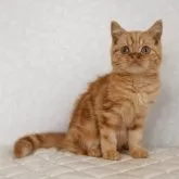 ブリティッシュショートヘア【静岡県・男の子・2025年7月21日・レッドタビー】の写真3