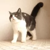 ブリティッシュショートヘア【静岡県・男の子・2025年9月27日・ブルー&ホワイト】の写真3