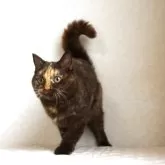 セルカークレックス【静岡県・女の子・2024年12月6日・チョコトーティー (ストレート)】の写真3