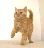 セルカークレックス【静岡県・男の子・2025年5月28日・レッドタビー】の写真3