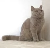 ブリティッシュショートヘア【静岡県・女の子・2025年4月4日・ライラック】の写真4