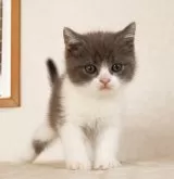 ブリティッシュショートヘア【静岡県・男の子・2025年9月27日・ブルー&ホワイト】の写真4