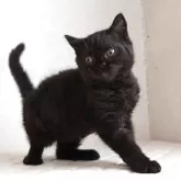 セルカークレックス【静岡県・男の子・2025年12月4日・ブラック (巻き毛)】の写真4