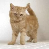 セルカークレックス【静岡県・男の子・2025年5月28日・レッドタビー】の写真4「元気いっぱいです！」