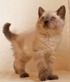 セルカークレックス【静岡県・女の子・2025年9月26日・ブルーポイント】の写真4