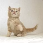 ブリティッシュショートヘア【静岡県・男の子・2025年7月21日・レッドタビー】の写真4