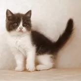 ブリティッシュショートヘア【静岡県・女の子・2025年9月27日・ブルー&ホワイト】の写真4