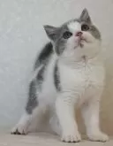 ブリティッシュショートヘア【静岡県・男の子・2024年12月12日・ブルー&ホワイト】の写真4