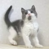 ブリティッシュショートヘア【静岡県・男の子・2025年8月9日・ブルー&ホワイト】の写真4