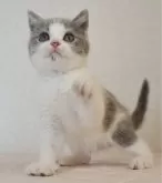 ブリティッシュショートヘア【静岡県・男の子・2024年12月12日・ブルー&ホワイト】の写真5