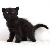 セルカークレックス【静岡県・男の子・2025年12月4日・ブラック (巻き毛)】の写真5