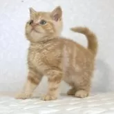 ブリティッシュショートヘア【静岡県・男の子・2025年7月21日・レッドタビー】の写真5