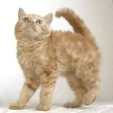 セルカークレックス【静岡県・男の子・2025年5月28日・レッドタビー】の写真5