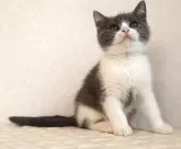 ブリティッシュショートヘア【静岡県・男の子・2025年9月27日・ブルー&ホワイト】の写真5