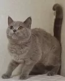 ブリティッシュショートヘア【静岡県・男の子・2024年8月3日・ライラック】の写真5