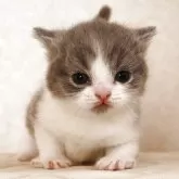 ブリティッシュショートヘア【静岡県・男の子・2025年11月17日・ブルー&ホワイト】の写真5