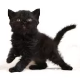 セルカークレックス【静岡県・男の子・2025年12月4日・ブラック (巻き毛)】の写真6