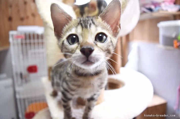 ID：1706-00510の子猫