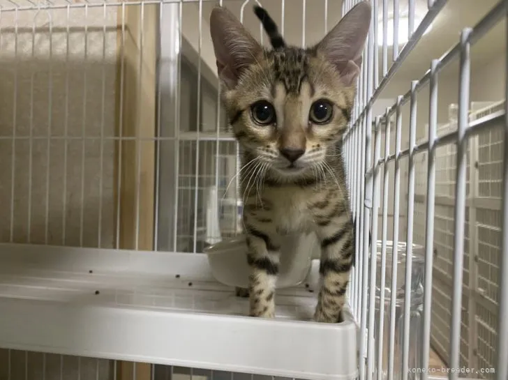 ID:2110-00827の子猫