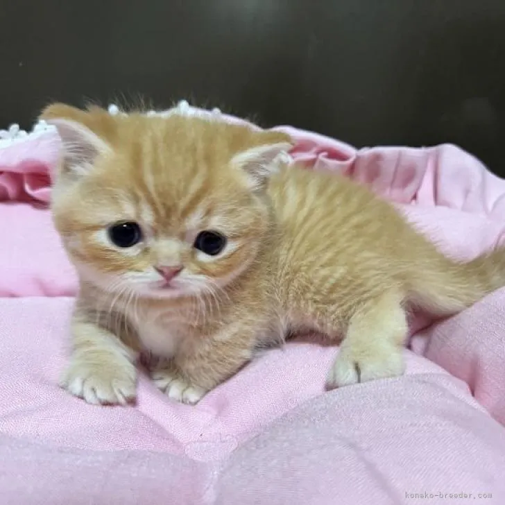 ID:2210-00629の子猫
