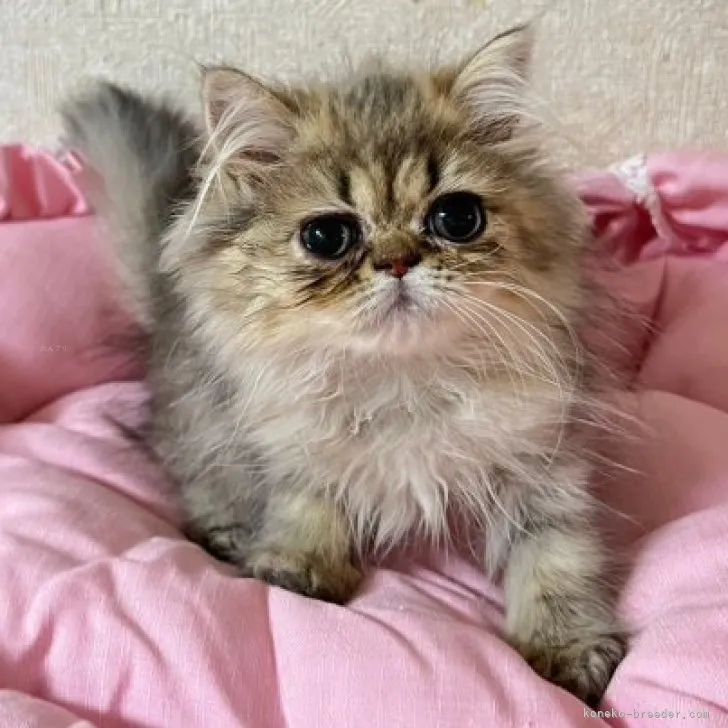 ID:2311-02580の子猫
