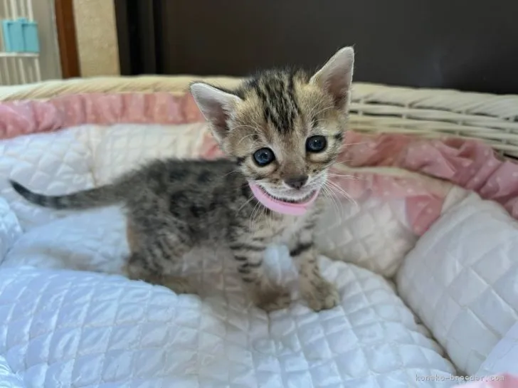 ID：2202-00746の子猫