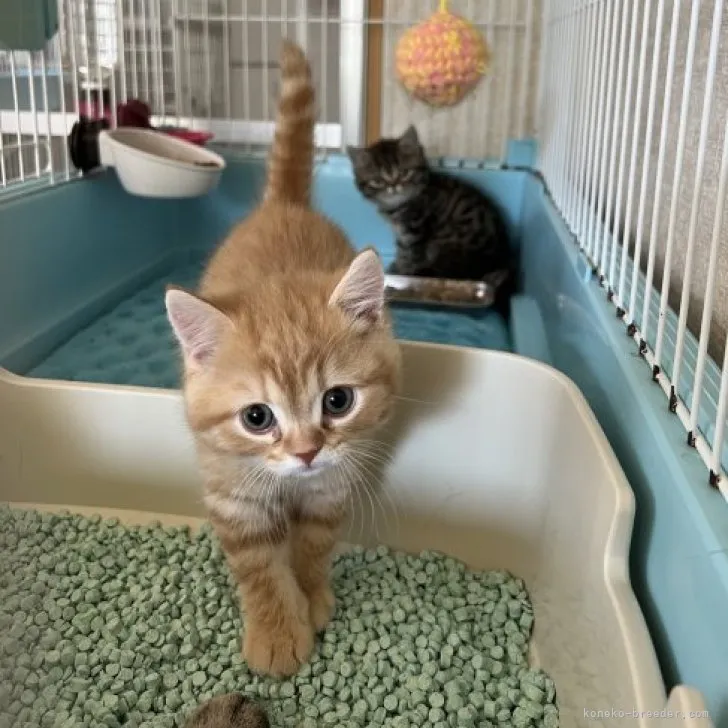 ID：2305-02292の子猫