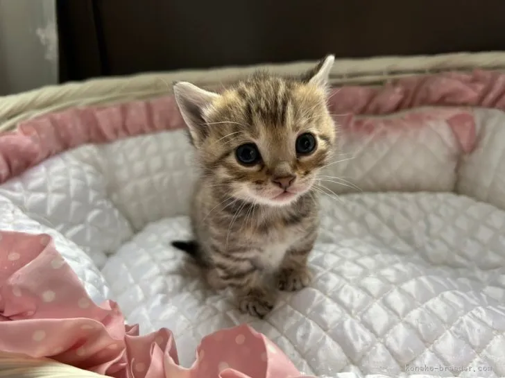 ID:2202-00323の子猫