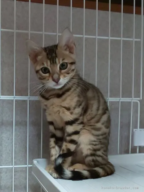 ID:1902-00594の子猫