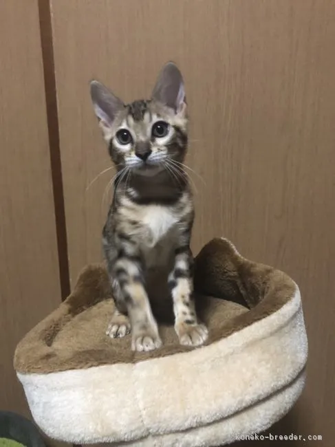 ID：1811-01238の子猫