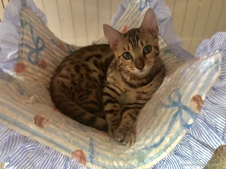 ID：1907-01026の子猫