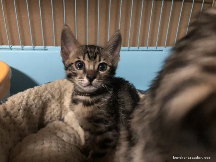 ID：1811-01235の子猫
