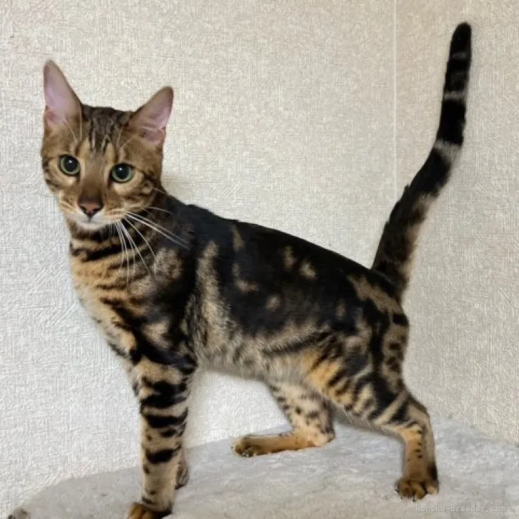 ID：2305-02295の子猫