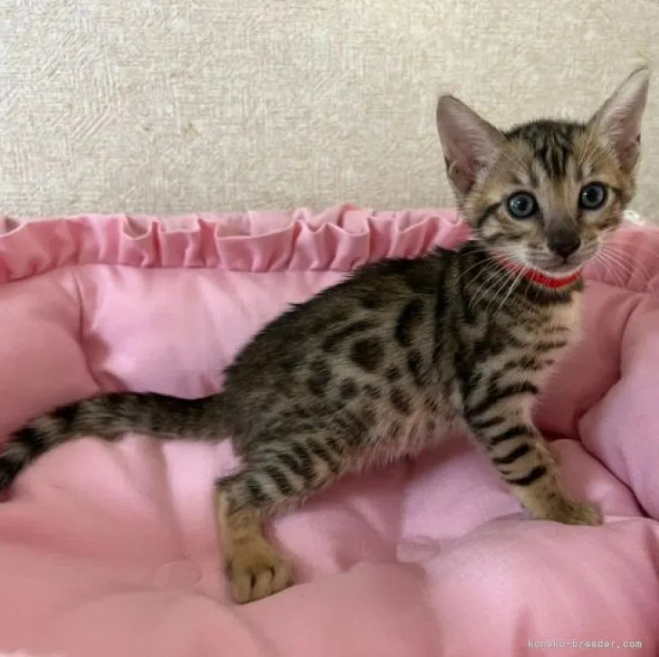 ID：2301-00249の子猫
