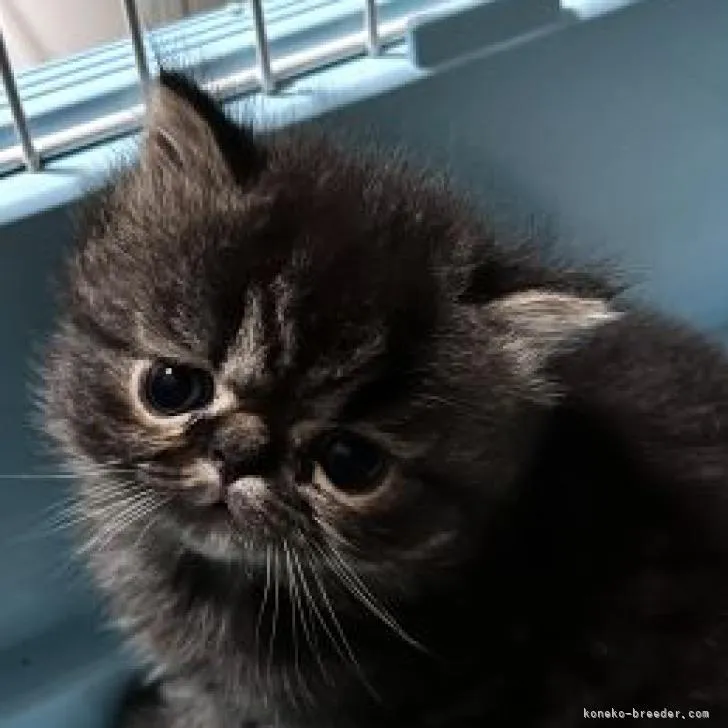 ID：2210-00632の子猫