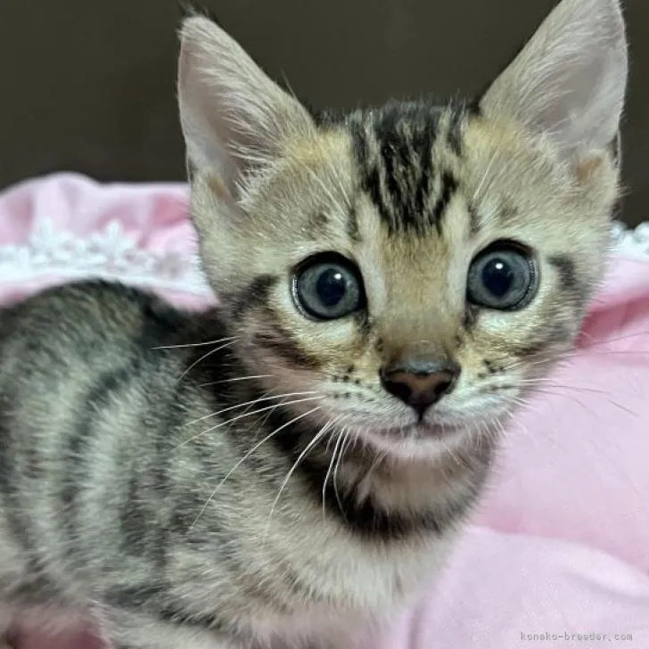 ID:2210-00582の子猫