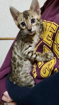 ベンガル【千葉県・男の子・2021年1月6日・ブラウンスポテットタビー】の写真「優しいお顔で甘えた君❤」