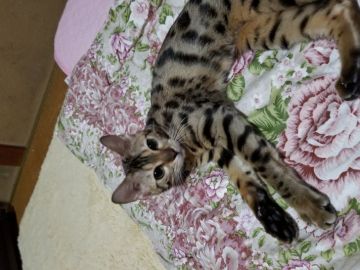 ベンガル【千葉県・女の子・2017年4月14日・ブラウンスポテットタビー】の写真「お目👀がまん丸可愛い子💕」