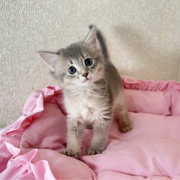 ソマリ【千葉県・女の子・2023年6月12日・ブルー】の写真「◎販売開始しました◎」