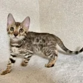 ベンガル【千葉県・男の子・2023年6月14日・ブラウンスポテッドタビー】の写真1