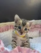 ベンガル【千葉県・女の子・2022年1月12日・ブラウンスポテッドタビー】の写真1